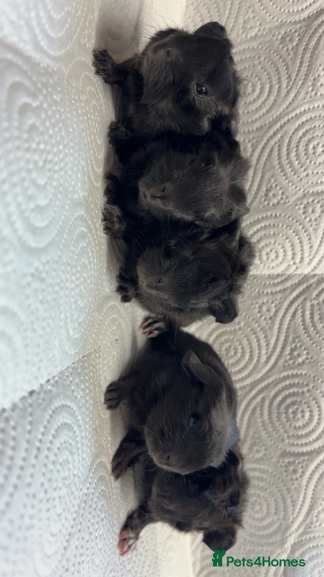 Guinea Pig rodents for sale: Beautiful babies BORN/ready 2 reserve  - Advert 16