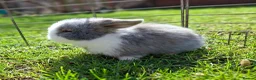 Mixed Breed rabbits for sale: 2 baby girls  Minilop/ lionhead cross - Advert 9
