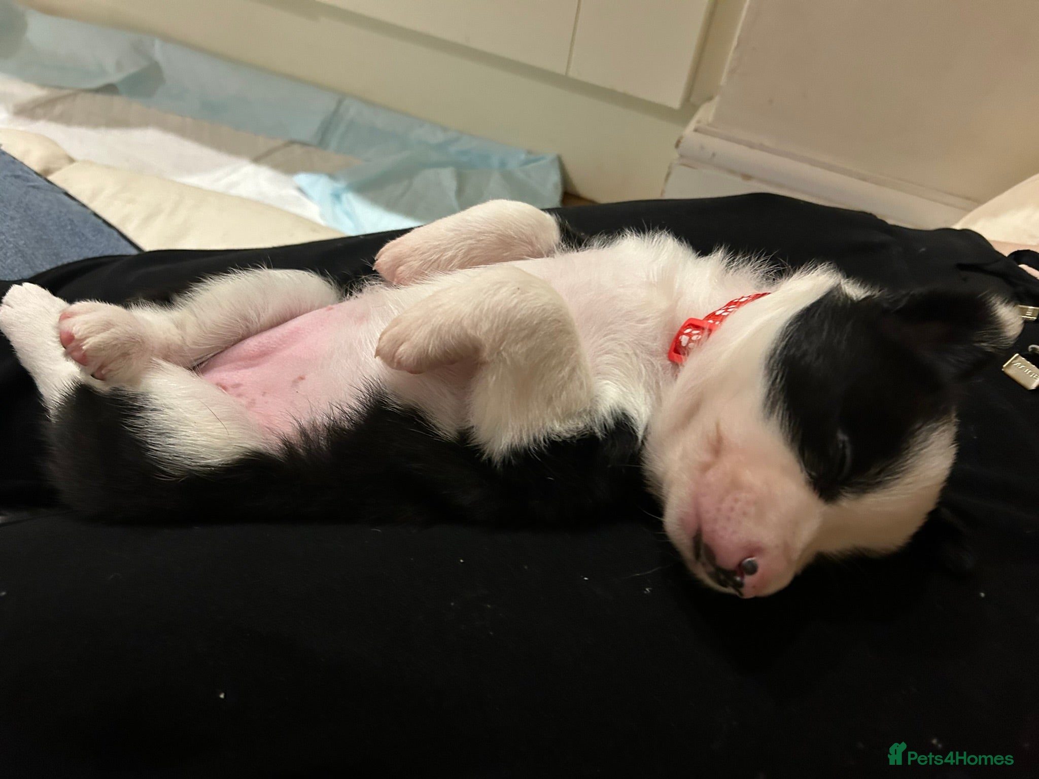Border Collie dogs 3 girls and 2 boys for sale - Advert 2