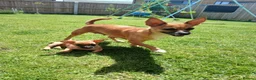 Mixed Breed dogs for sale: Beautiful Chipin puppies (Chihuahua x Pinscher) in Wisbech - Advert 5