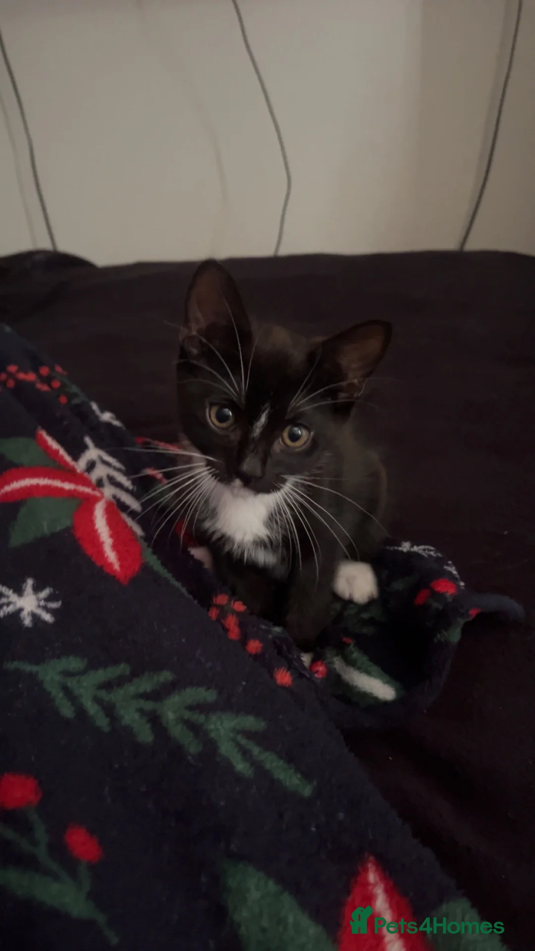 Mixed Breed cats for sale: tuxedo male kitten for sale! in Leyland - Advert 2