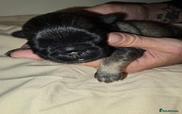 Pug dogs for sale: 6 beautiful pug puppies  - Image 13