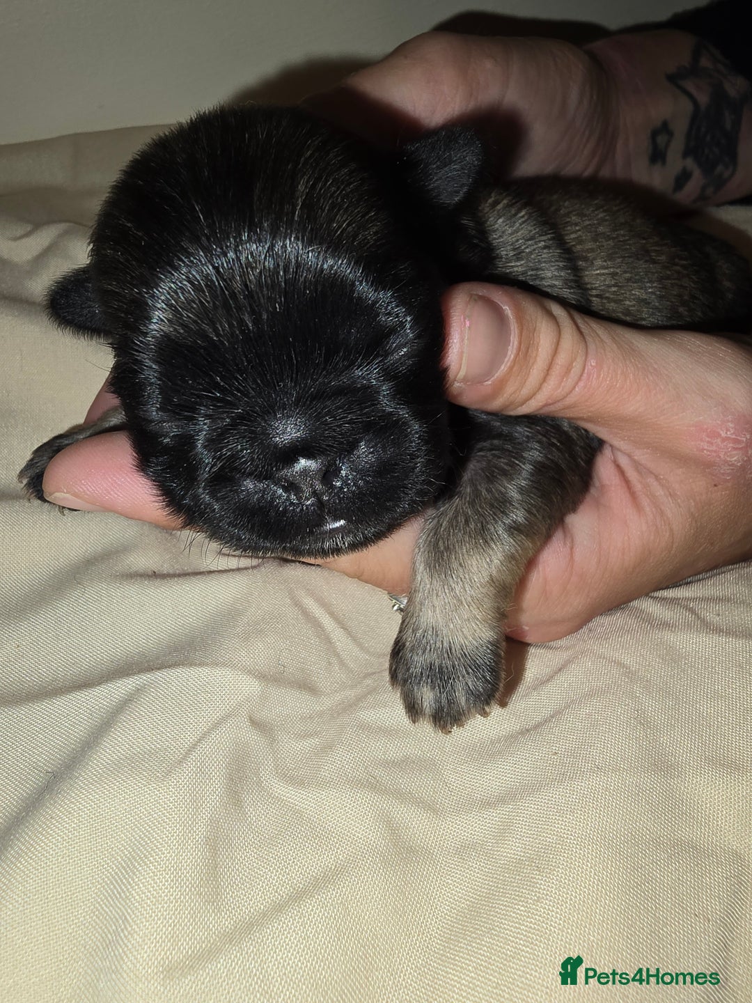 Pug dogs for sale: 6 beautiful pug puppies  - Image 13