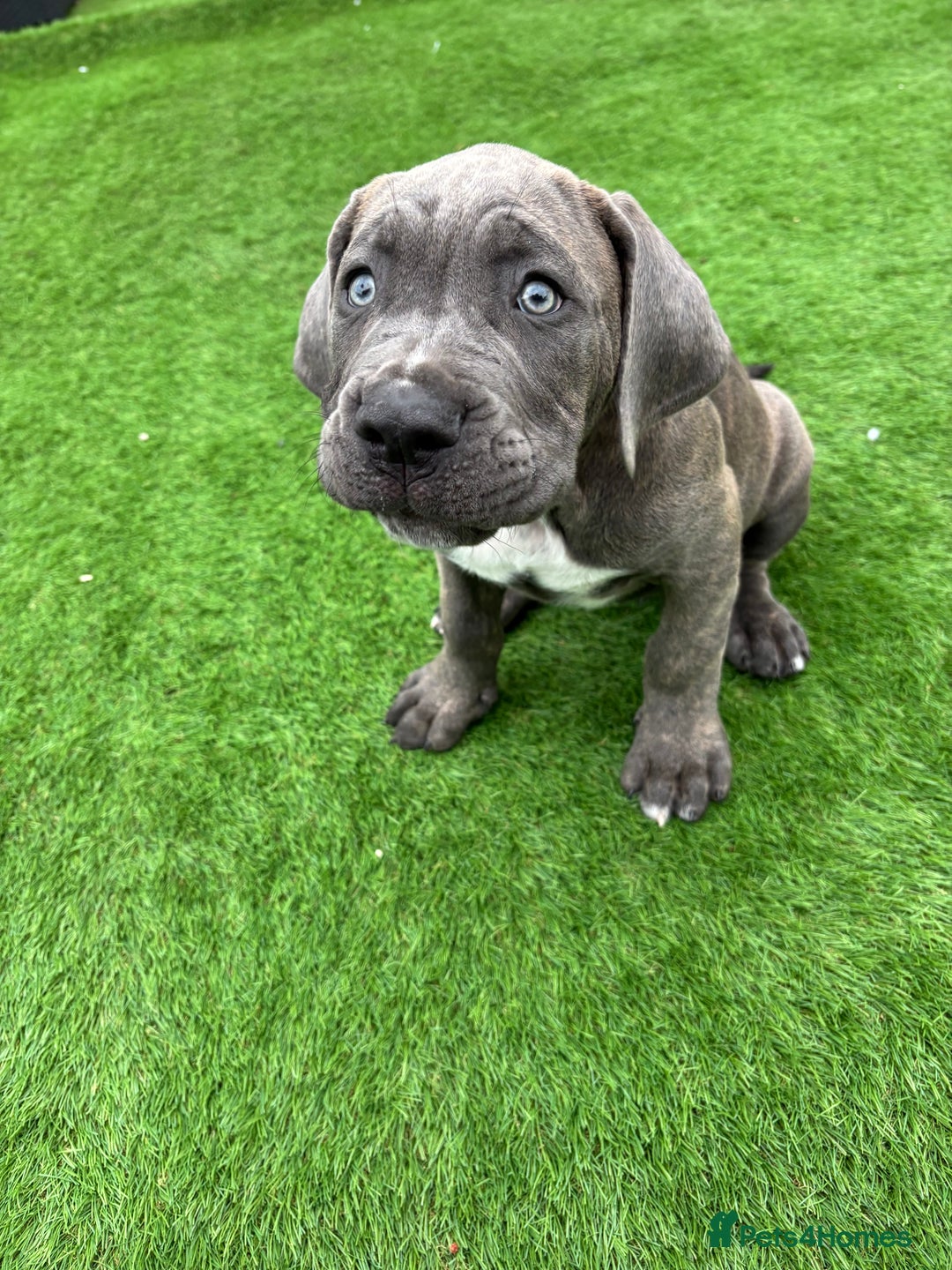 Cane Corso dogs for sale: Cane Corso Pups  - Image 7