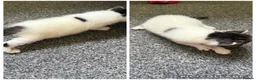Mixed Breed cats for sale: 3 girls  in Nottingham - Advert 4