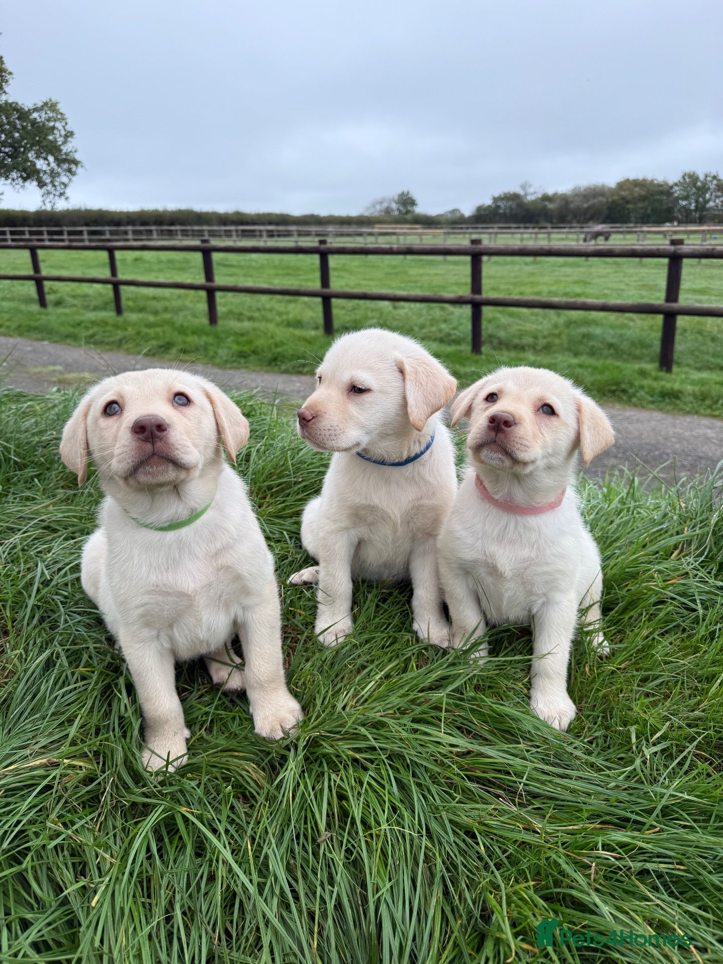 Labrador Retriever dogs Beautiful Quality Pure Labrador Puppies  - Advert 15