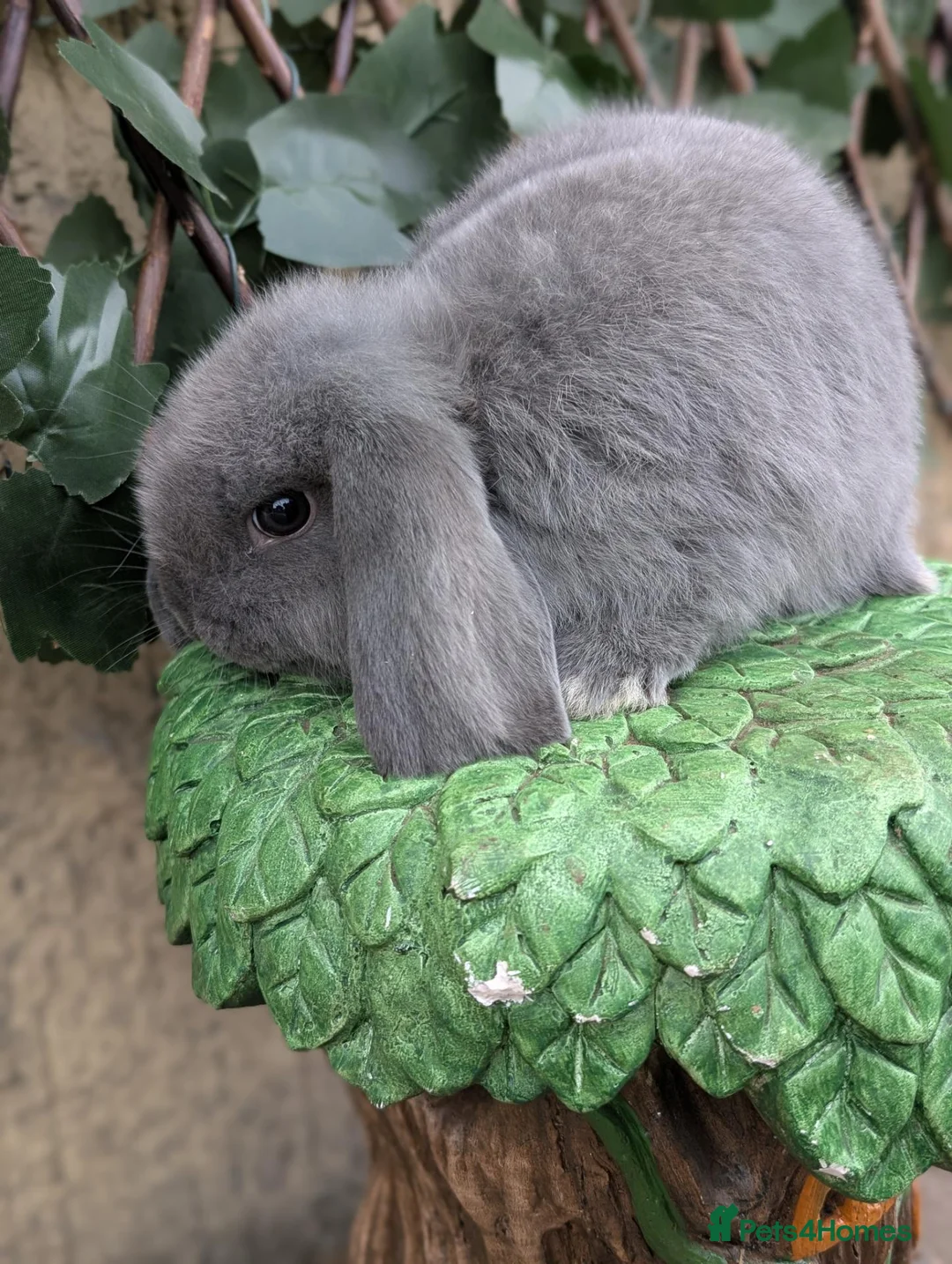 Mini Lop rabbits for sale: Pure bred mini lop bunnies - Advert 6