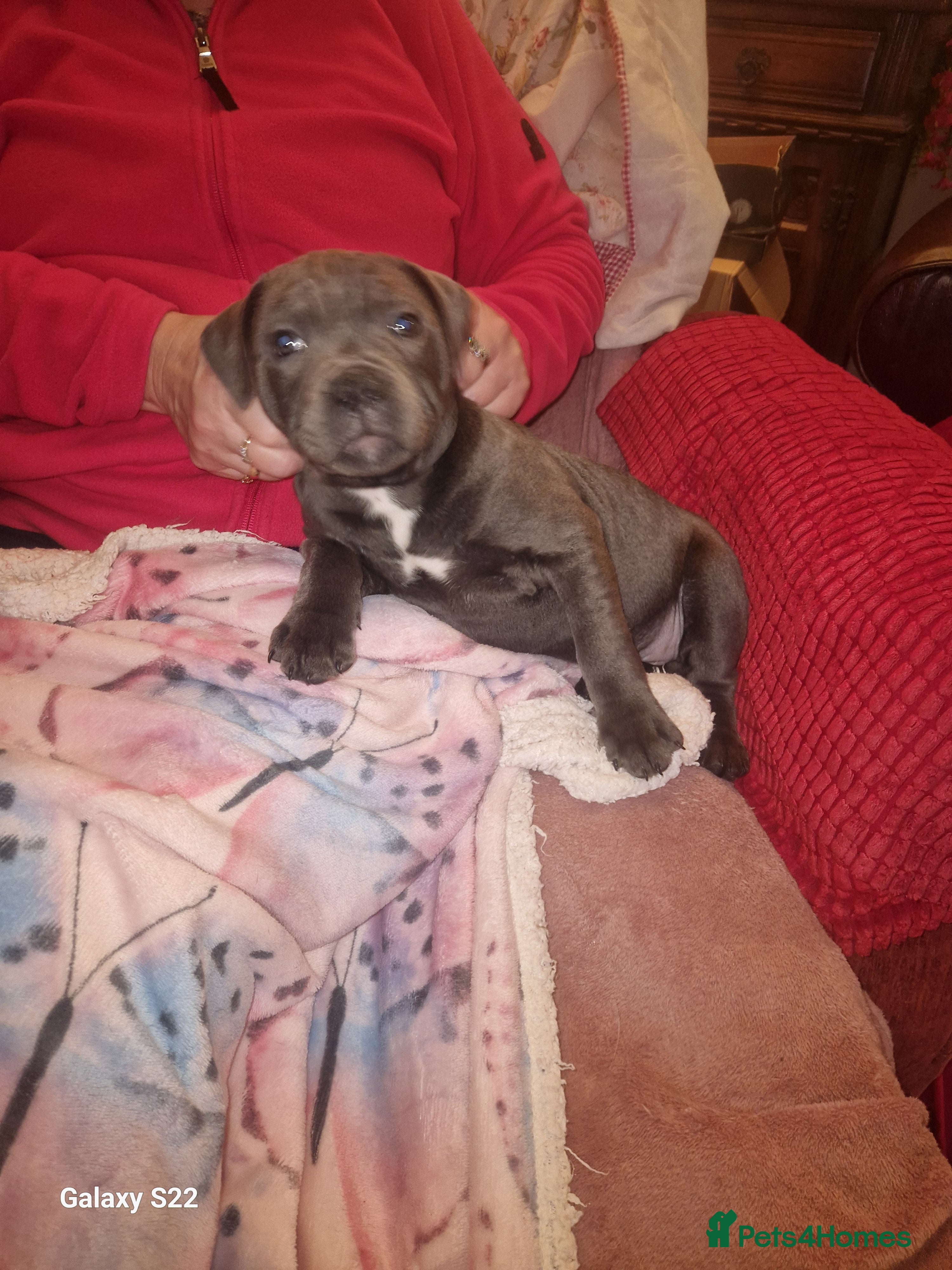Staffordshire Bull Terrier dogs PIRO X PHARAON BLUE PUPS - Advert 6
