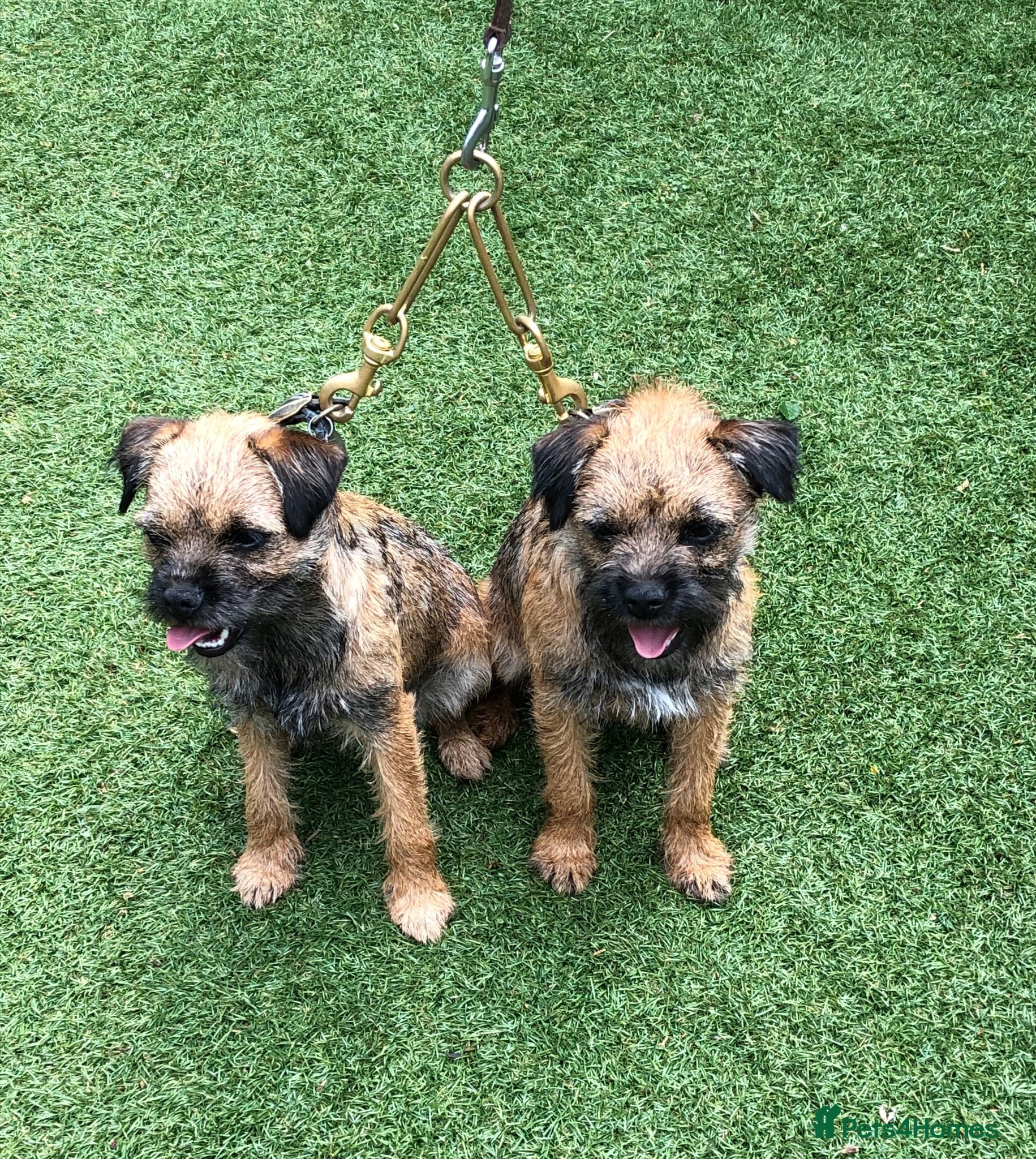 Border Terrier dogs BEAUTIFUL BORDER TERRIER PUPPIES  - Advert 2