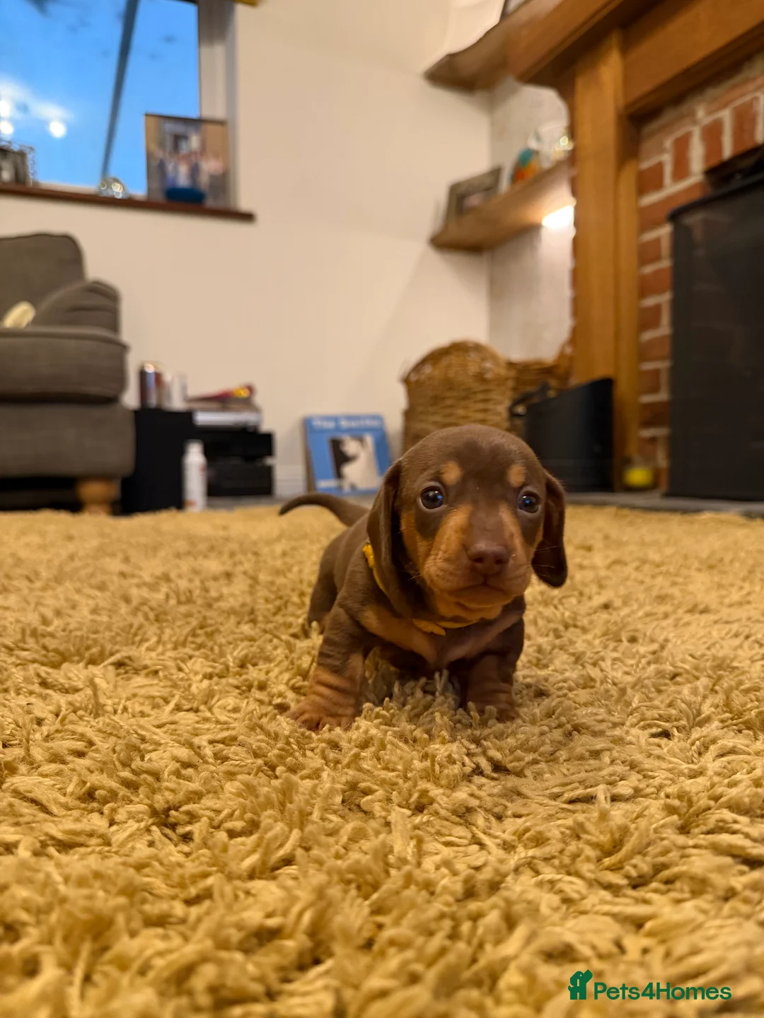 Miniature Dachshund dogs for sale: KC Miniature Dachshund puppies for sale  in Colchester - Advert 12