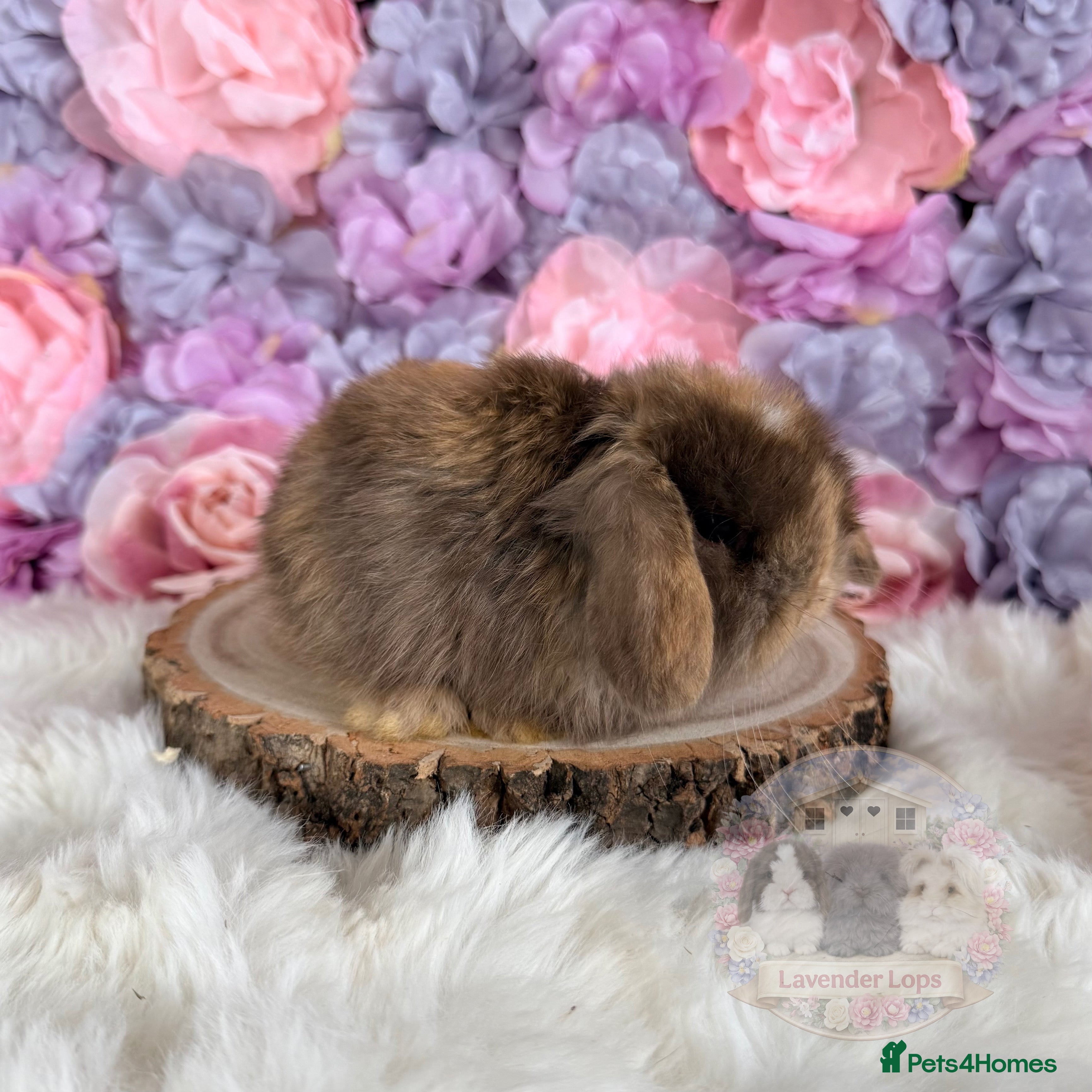 Mini Lop rabbits 🌸 Vaccinated Mini Lops - Adults & Babies 🌸 xxx - Advert 12
