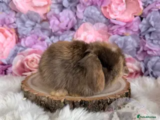 Mini Lop rabbits 🌸 Vaccinated Mini Lops - Adults & Babies 🌸 xxx - Advert 12