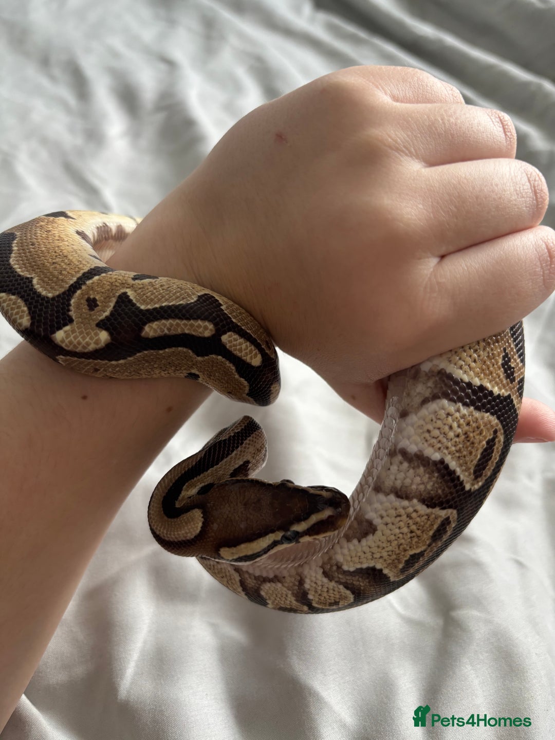 Python Snake reptiles for sale: Young Ball pythons  - Advert 3