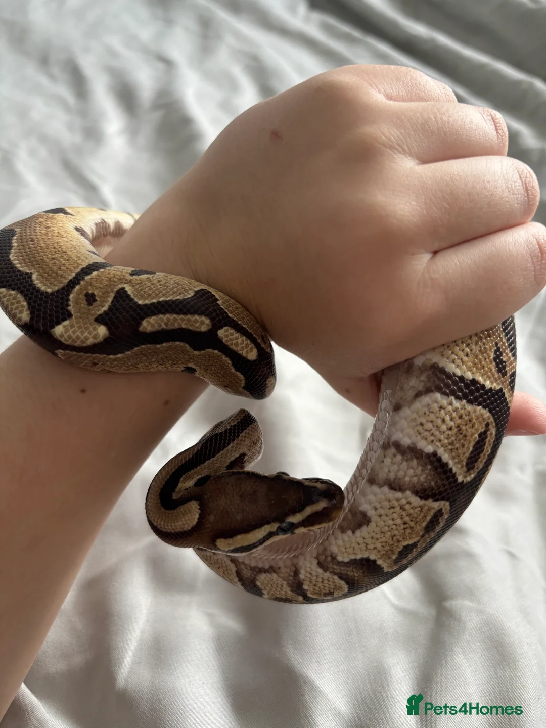 Python Snake reptiles for sale: Young Ball pythons  - Advert 3