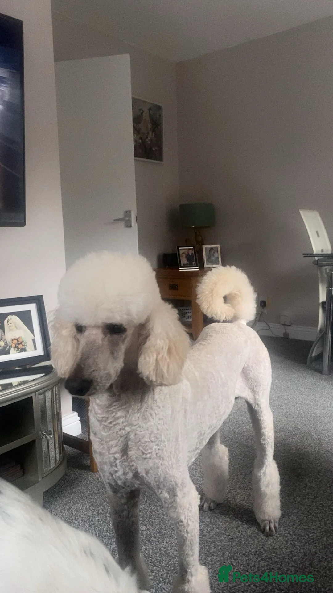 Standard Poodle dogs for stud: Apricot / white 4 year old poodle - Advert 3
