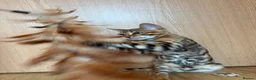 Bengal cats for sale: Male Bengal Kittens for sale - Advert 8