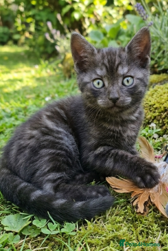 Bengal cats Beautiful Bengal x Korat kittens  - Advert 2