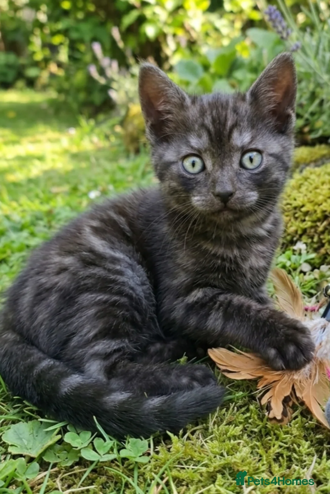 Bengal cats for sale: Beautiful Bengal x Korat kittens  - Advert 2
