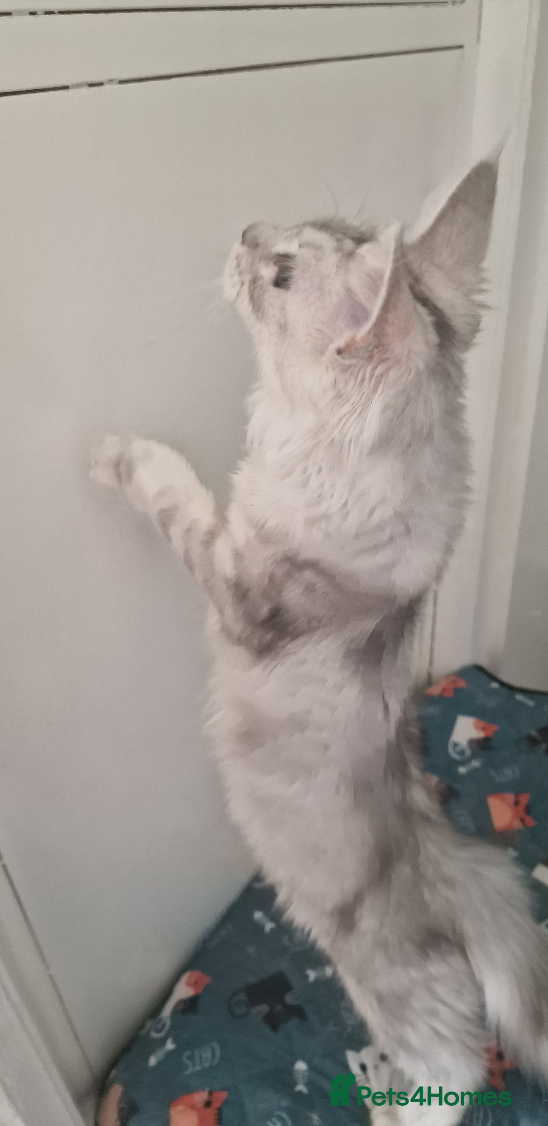 Maine Coon cats for sale:  high Silver smoke maine coon  - Image 4