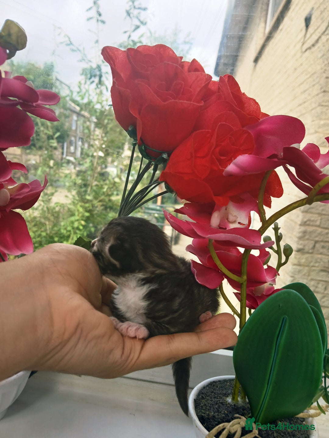 Russian Blue cats for sale: Russain blue x Maine coon Kittens for Sale - Image 5