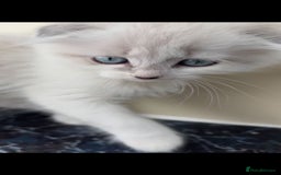 Scottish Fold cats for sale: Scottish fold kittens  - Image 14
