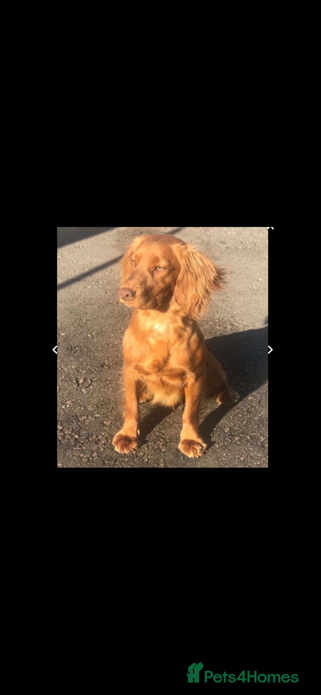 Cocker Spaniel dogs for sale: cocker spaniel puppies  - Advert 3