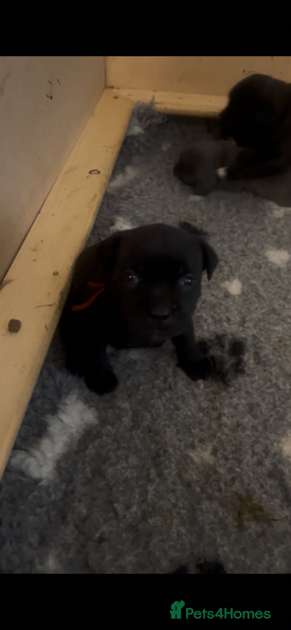 Staffordshire Bull Terrier dogs 2 fully DNA tested KC staff puppies  - Advert 2
