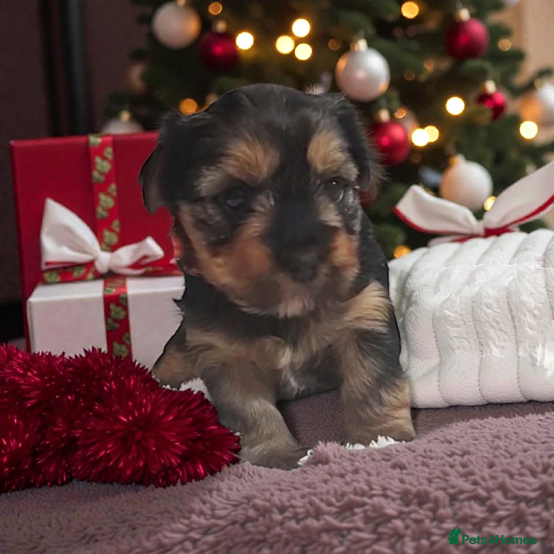 Yorkshire Terrier dogs for sale: Adorable Mini Yorkshire Terrier Puppies - Advert 1