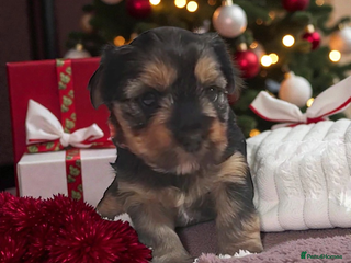 Yorkshire Terrier dogs Adorable Mini Yorkshire Terrier Puppies - Advert 1