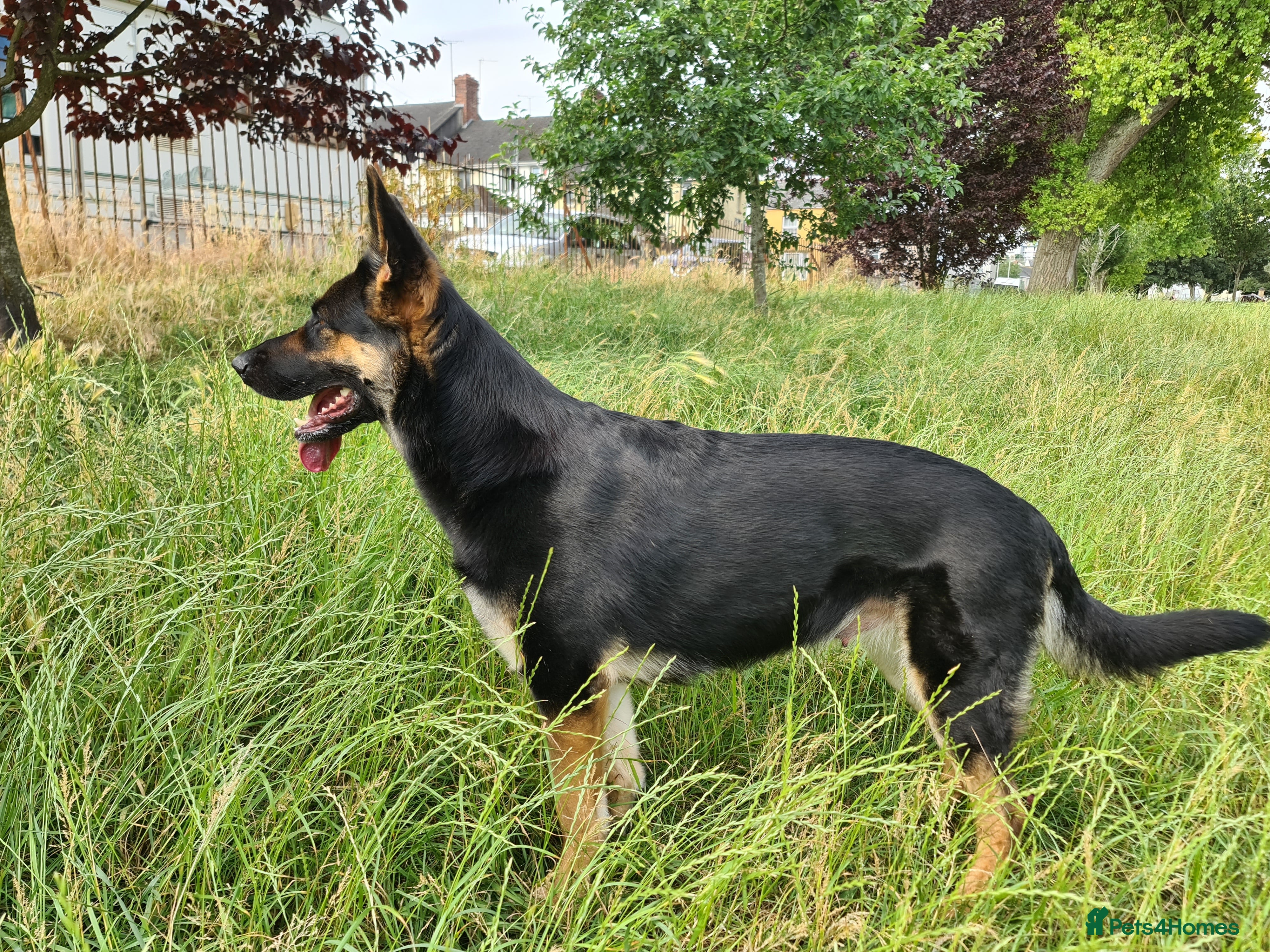 German Shepherd dogs German Shepherd – 5 Years Old–KC Reg,Straight Back - Advert 2