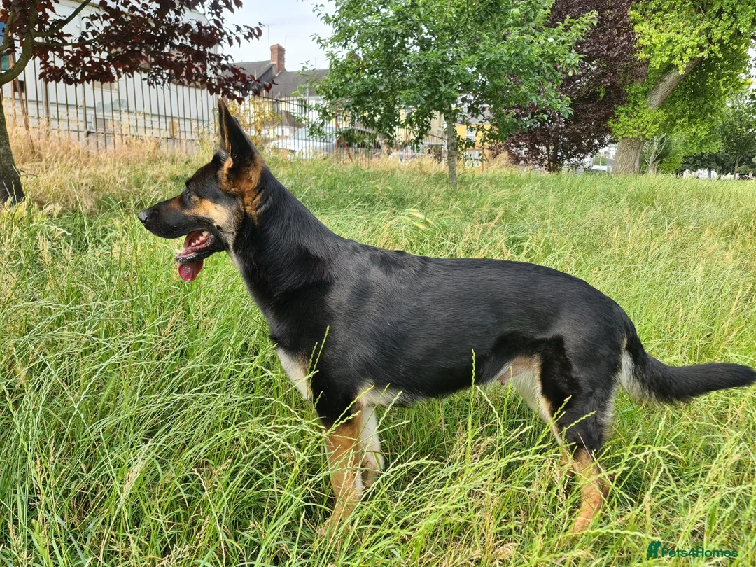German Shepherd dogs for sale: German Shepherd – 5 Years Old–KC Reg,Straight Back - Advert 1