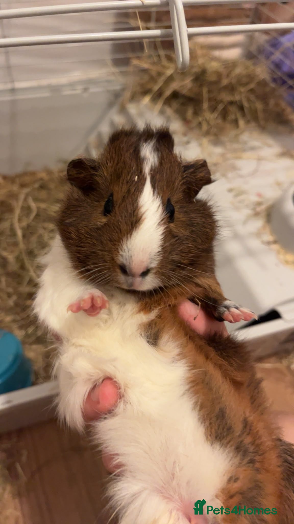 Guinea Pig rodents Pair of Female Guinea Pigs - with cage - Advert 3