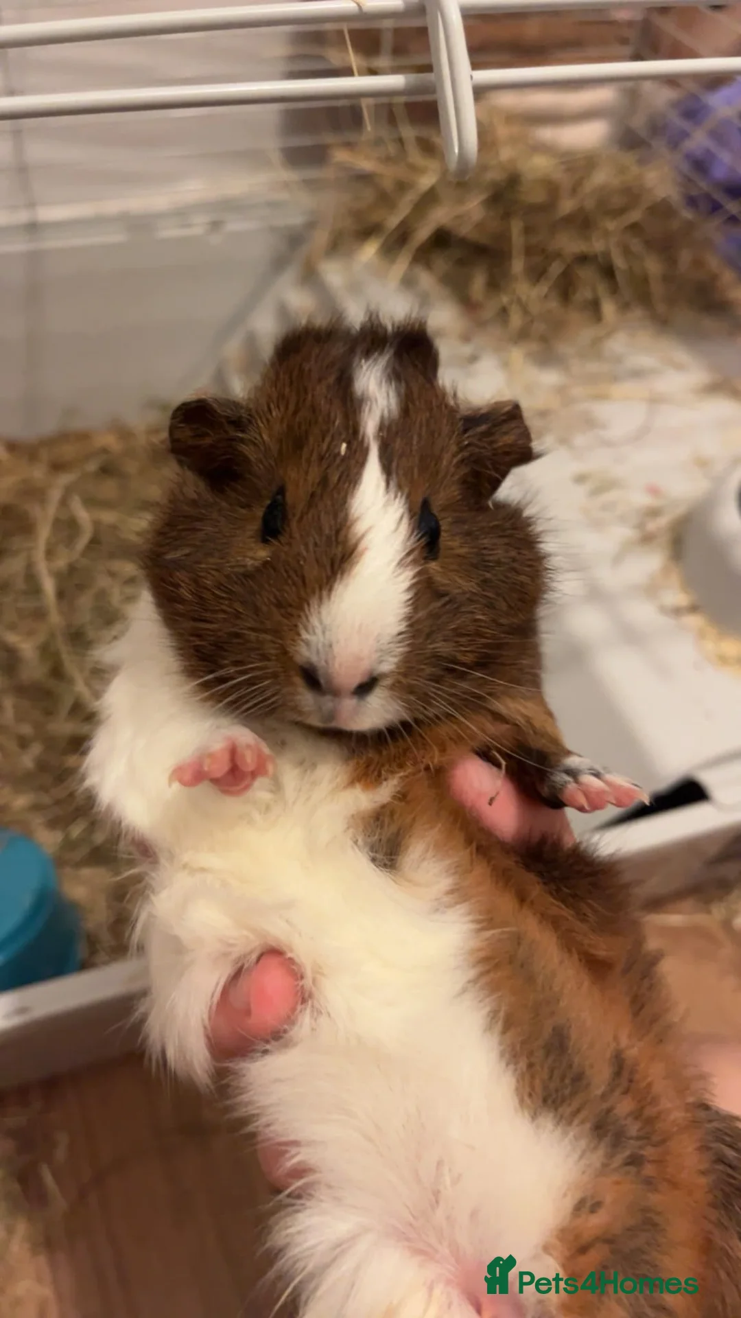 Guinea Pig rodents for sale: Pair of Female Guinea Pigs - with cage - Advert 1