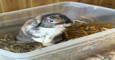 Mini Lop rabbits - Advert 1