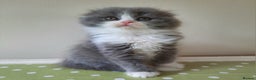Scottish Fold cats for sale: TICA Registered Scottish Fold Young Neutered Girl - Advert 12