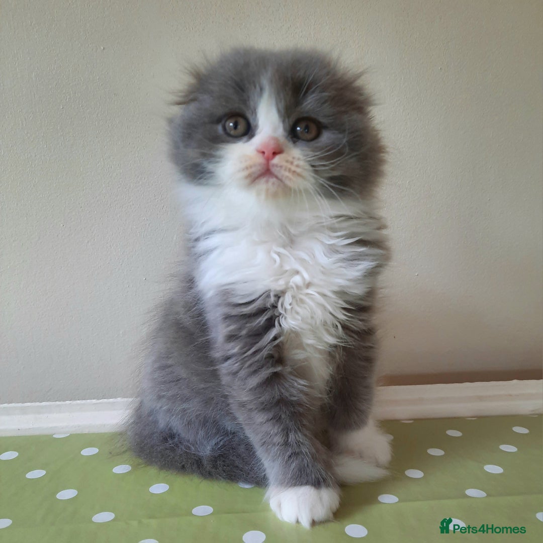 Scottish Fold cats for sale: TICA Registered Scottish Fold Young Neutered Girl - Advert 12