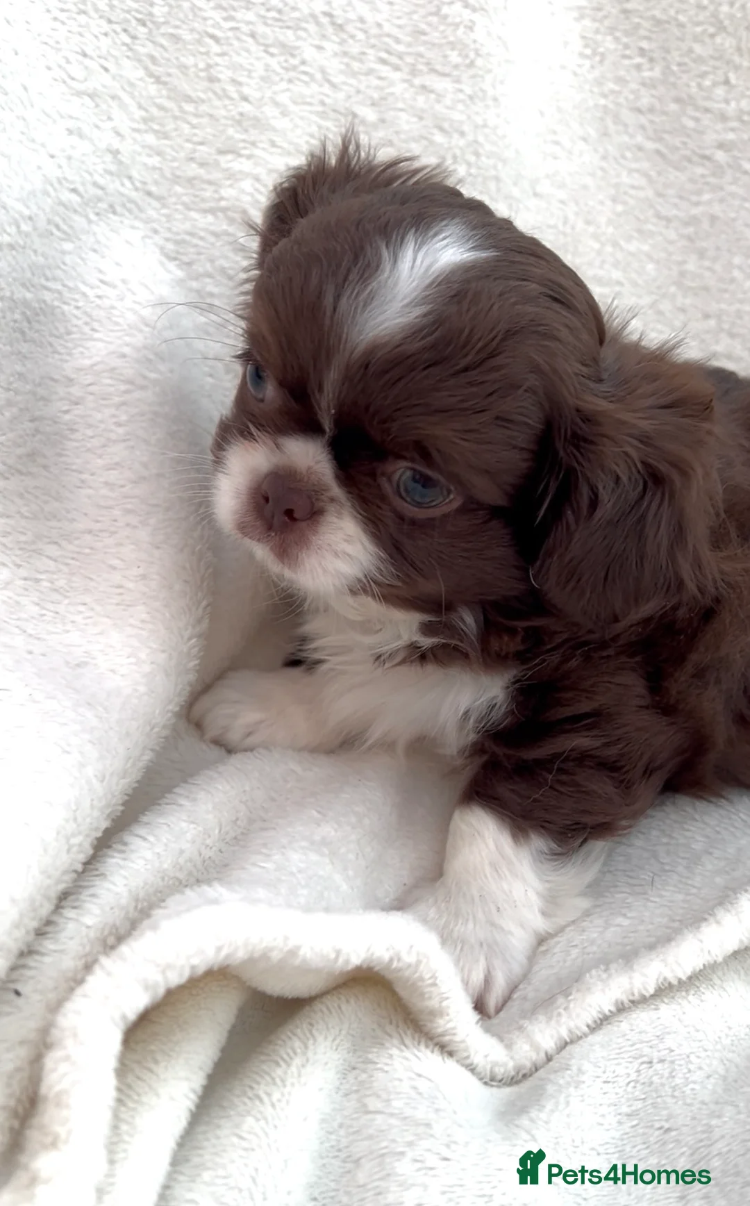 Chihuahua dogs for sale: KC LONG COAT CHIHUAHUA - Advert 2