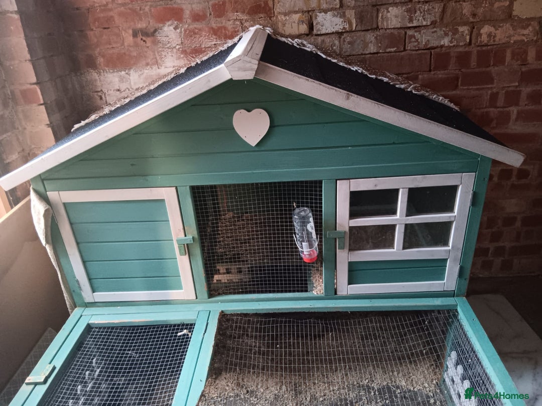 Netherland Dwarf rabbits for sale: Selling 1 nerherland dwarf girl bunny with cage  - Image 3