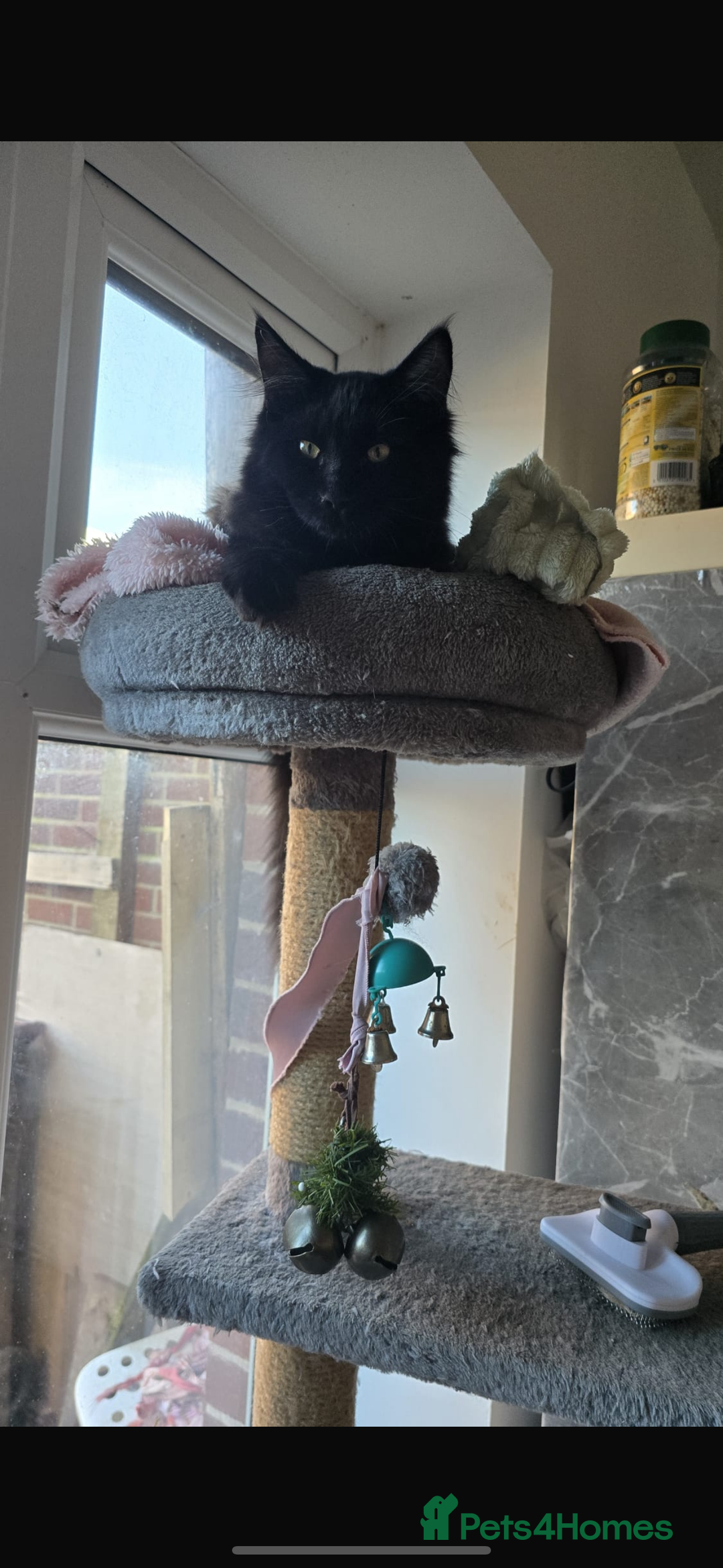 Maine Coon cats for sale: Maine coon for sale  - Advert 5