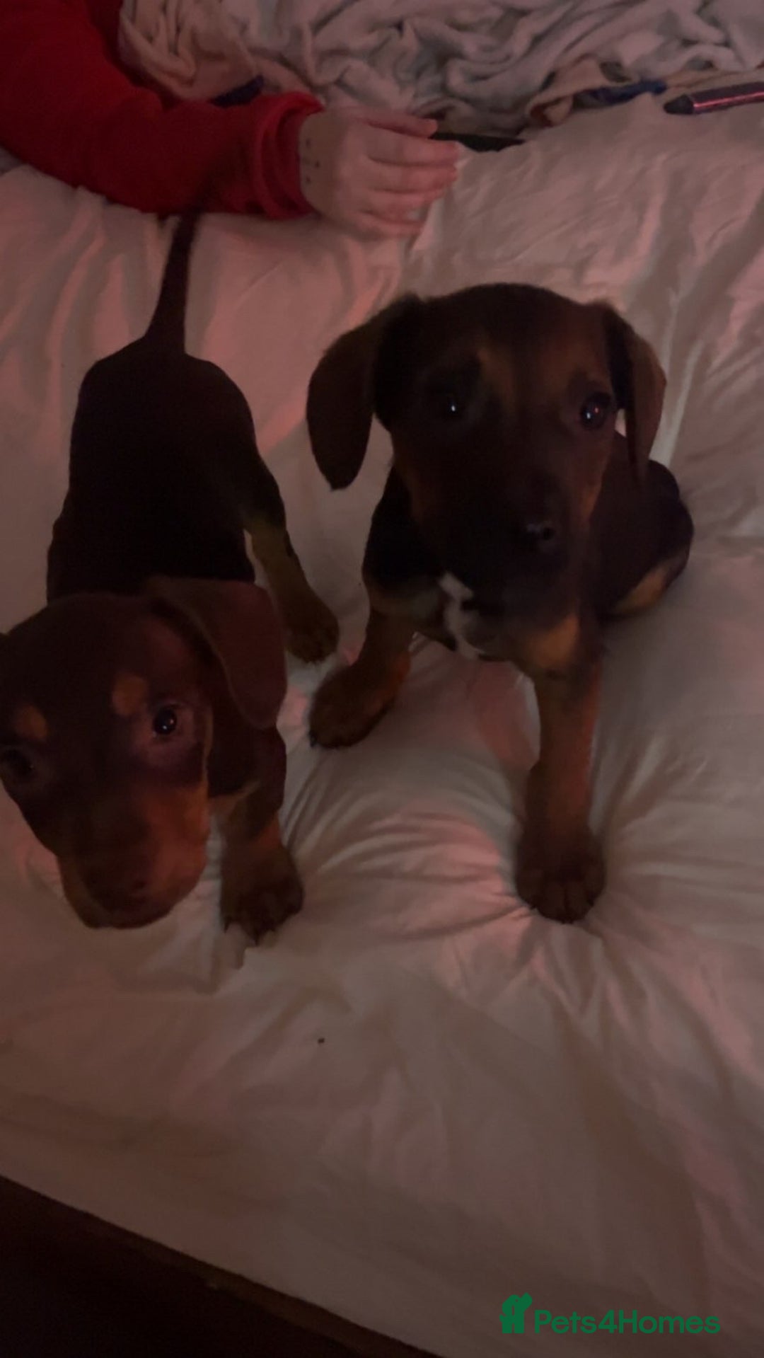 Mixed Breed dogs for sale: Miss Claire griiffin - Advert 2