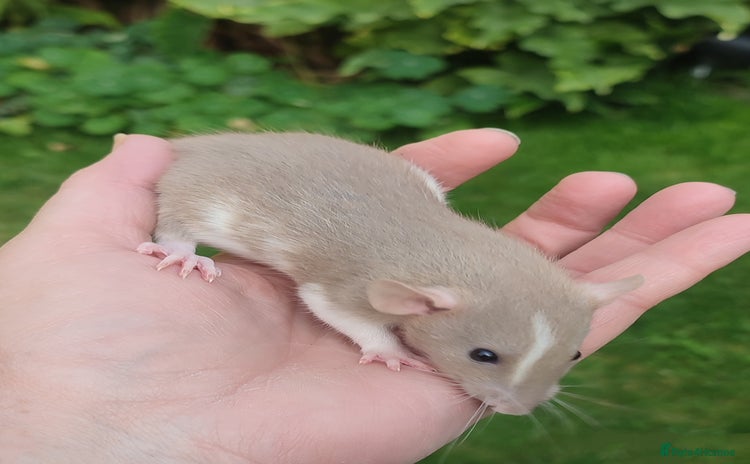 Rat rodents - Advert 11