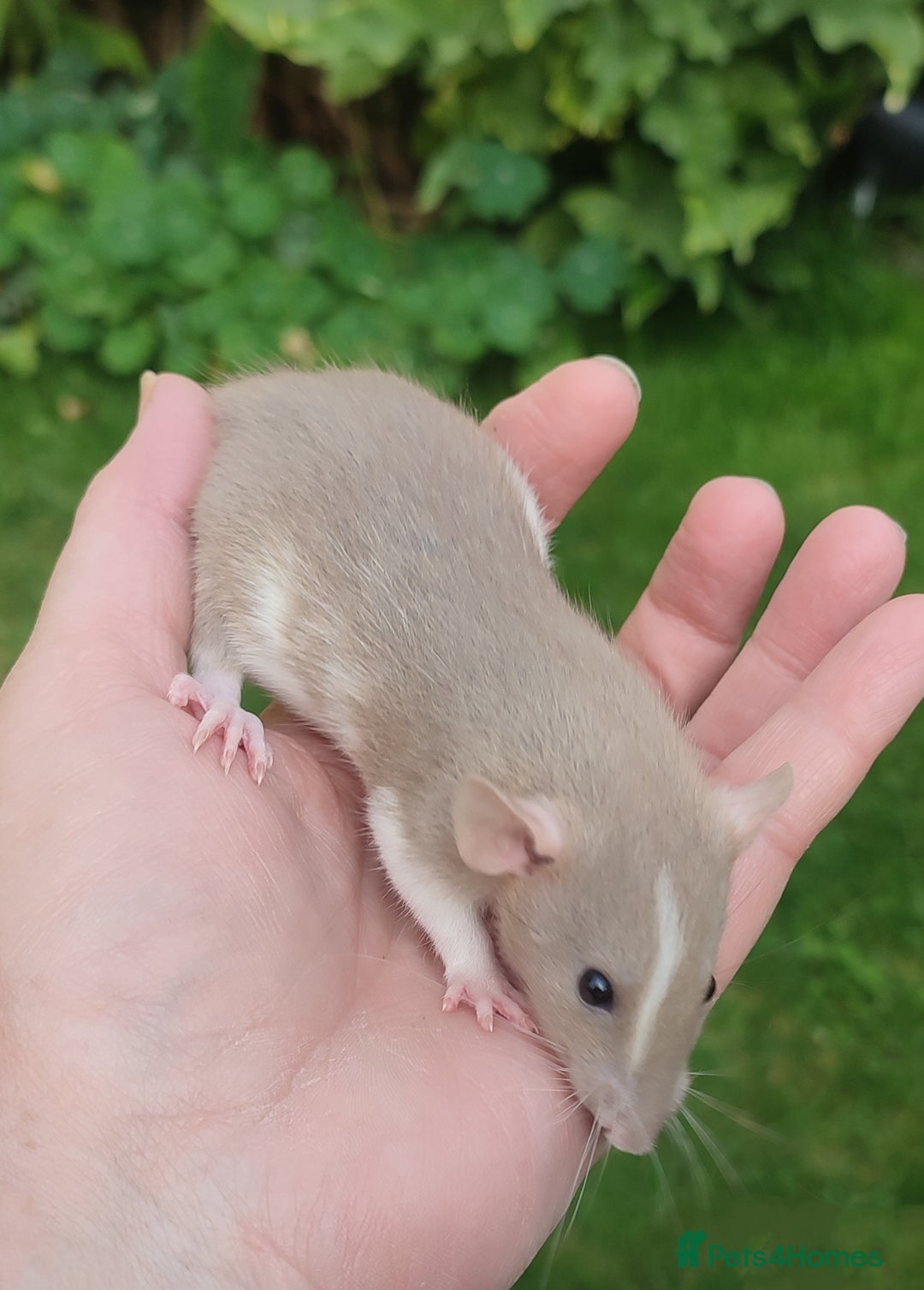 Rat rodents for sale: Agouti , cinnamon, blue and hooded Dumbo rats  - Image 4