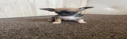 Chihuahua dogs for stud: Chihuahua stud dog only - Advert 7