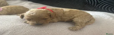 Miniature Poodle Puppy 1