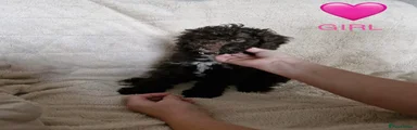 Cockapoo 6
