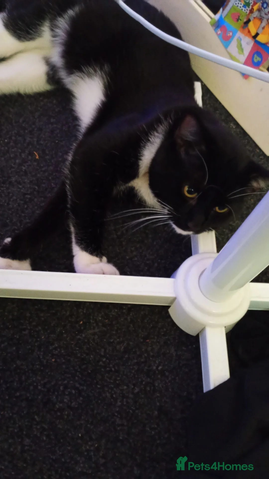 British Longhair cats for sale: Black and white cat for rehome - Advert 3