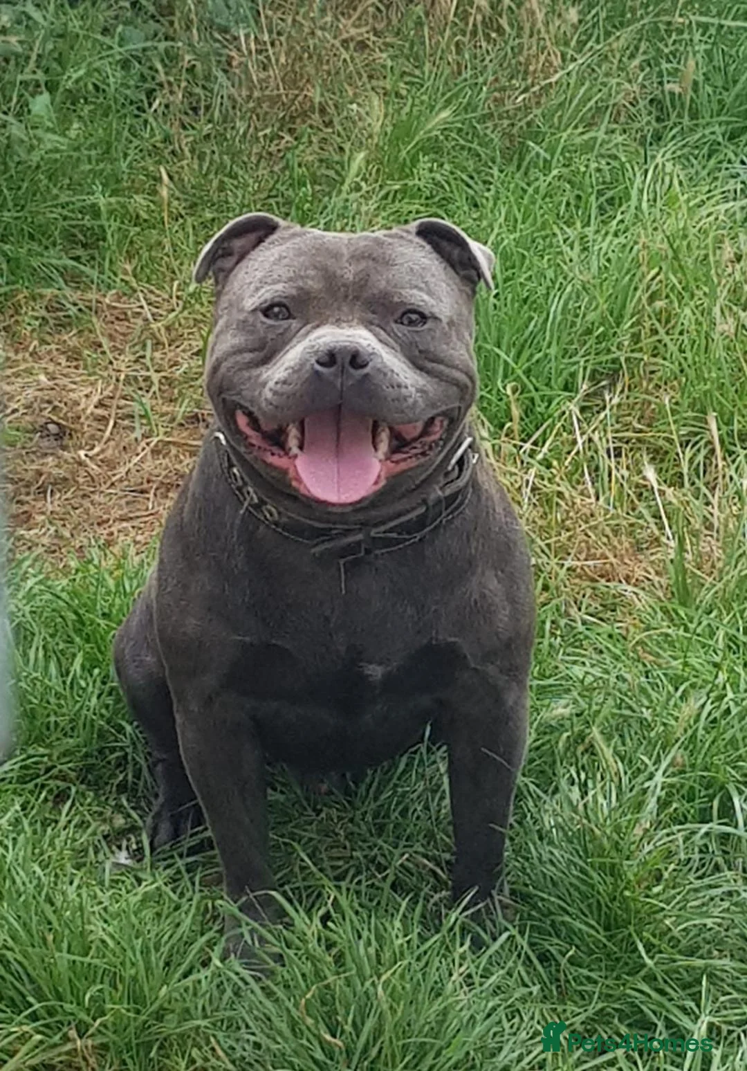 Staffordshire Bull Terrier dogs for stud: OUTSTANDING QUALITY BLUE STUD (PROVEN) in Hounslow - Advert 2