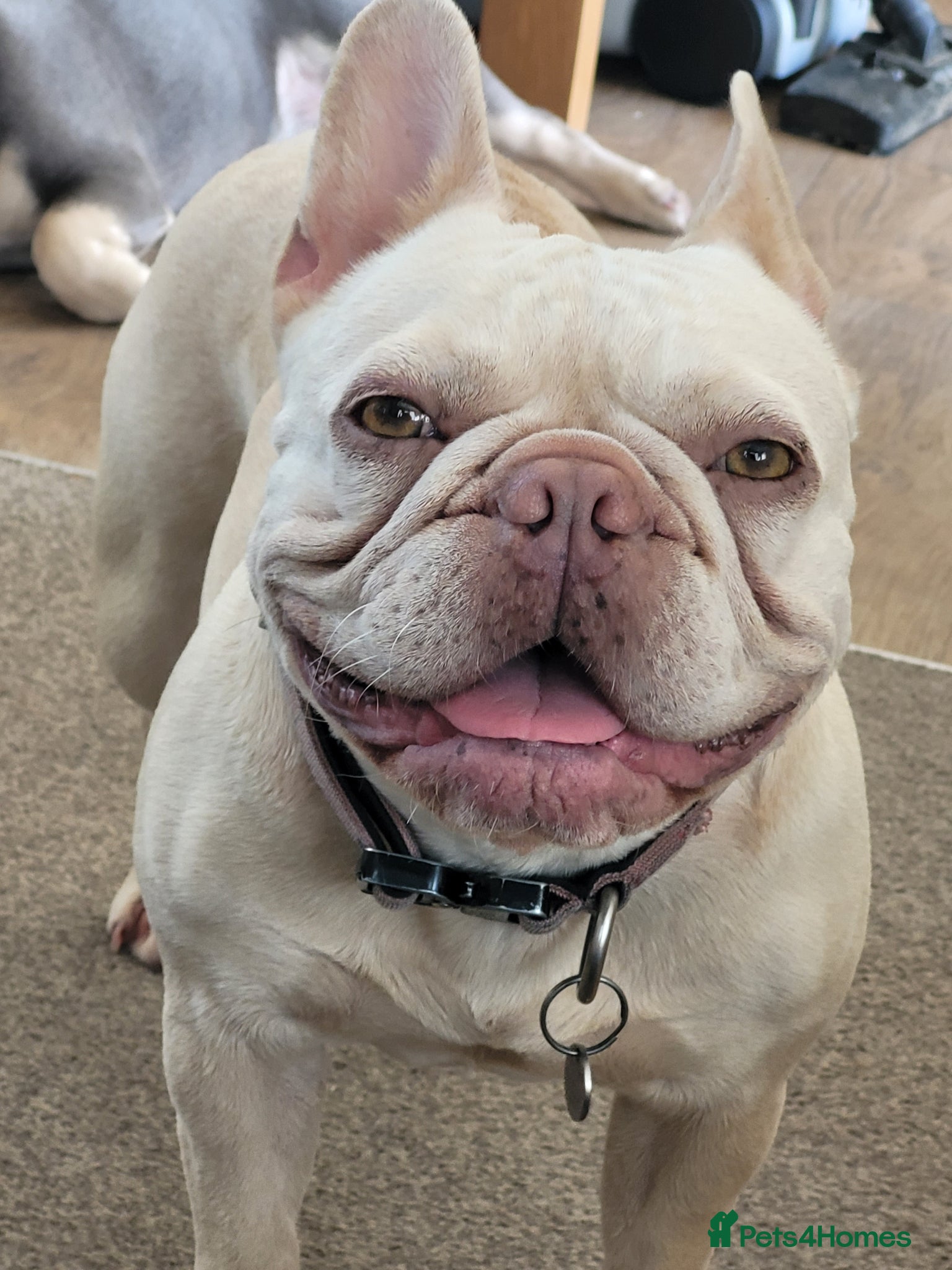 French Bulldog dogs FRENCH BULLDOG PUPPIES (KC REGISTERED) - Advert 16