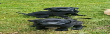 Black bitch 2