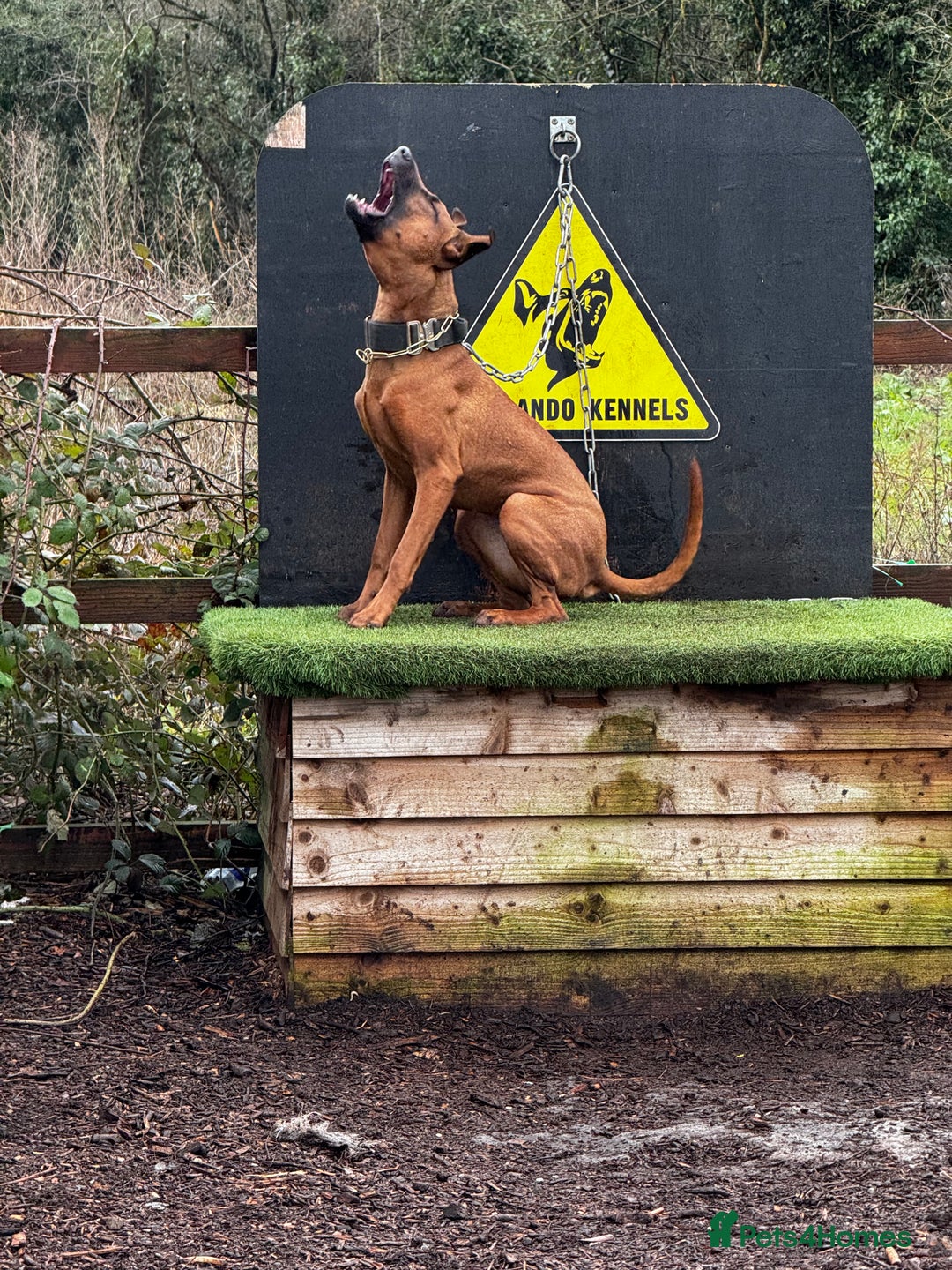Dobermann dogs for sale: F1b working dobermann puppies - Image 9